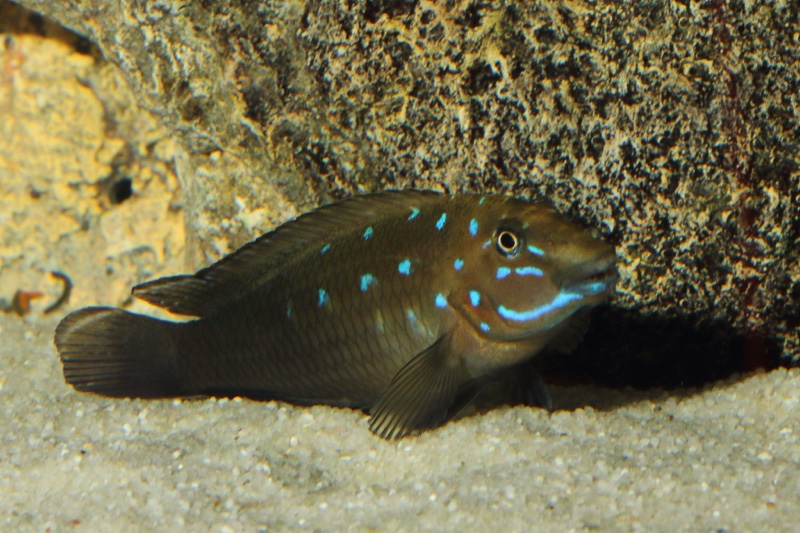 Spathodus marlieri 'Kagunga'